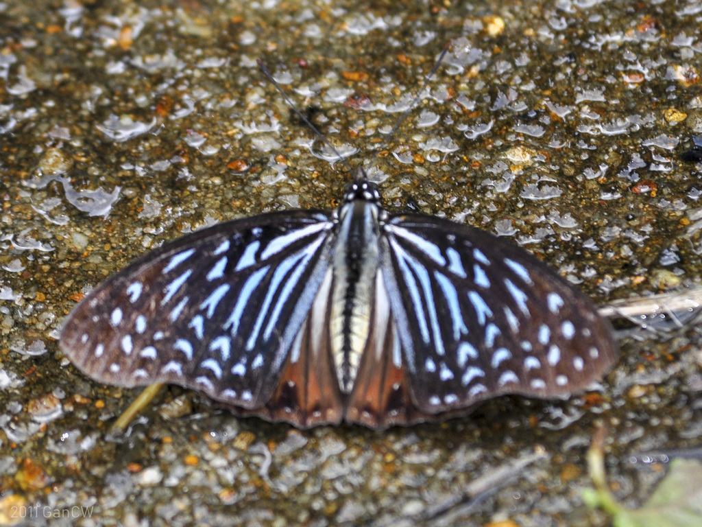 Malayan Circe