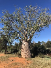 Adansonia rubrostipa