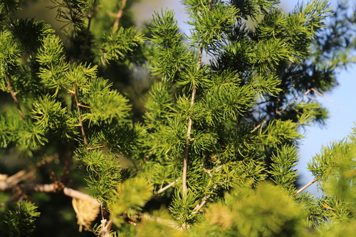 Image of Ming Asparagus by (c) Suvarna Parbhoo Mohan, some rights reserved (CC BY-SA)