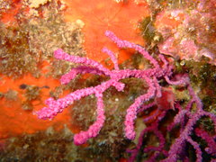 Alcyonium coralloides