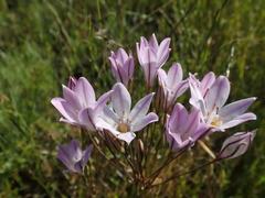 Triteleia peduncularis