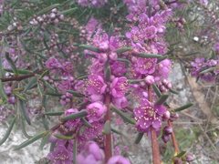 Hypocalymma robustum