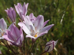 Triteleia peduncularis