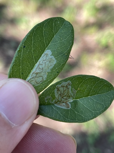 Parectopa bumeliella photo 2
