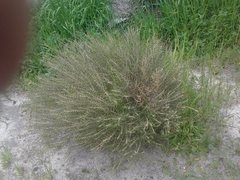 Hypocalymma angustifolium