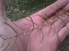 Hypocalymma angustifolium