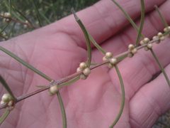 Hypocalymma angustifolium