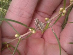 Hypocalymma angustifolium