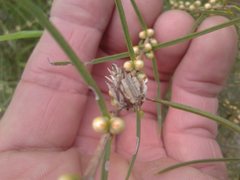 Hypocalymma angustifolium