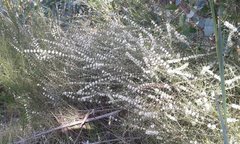 Hypocalymma angustifolium