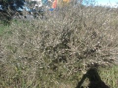 Hypocalymma angustifolium