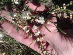 Hypocalymma angustifolium