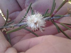 Hypocalymma angustifolium