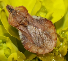 Phymata crassipes