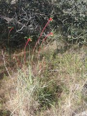 Anigozanthos manglesii