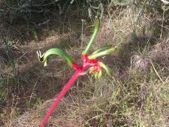 Anigozanthos manglesii