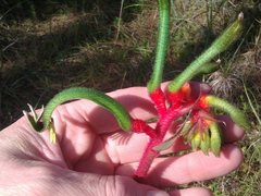 Anigozanthos manglesii
