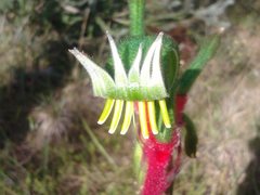 Anigozanthos manglesii