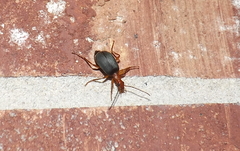 Brachinus texanus