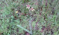 Caladenia discoidea