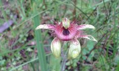 Caladenia discoidea