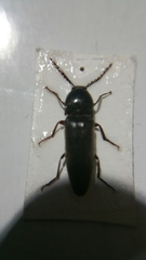 Melanotus