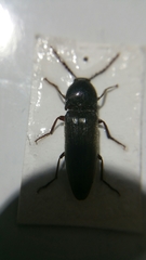 Melanotus