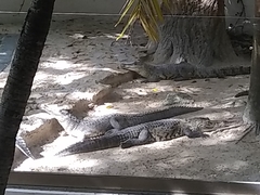Crocodylidae