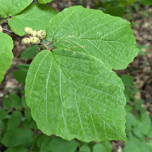 hamamelis de Virginia