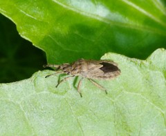 Eumenotes pacao