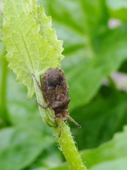 Eumenotes pacao