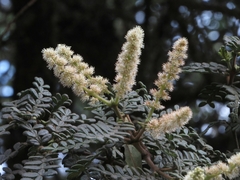 Weinmannia tomentosa