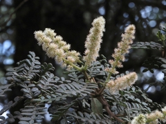 Weinmannia tomentosa