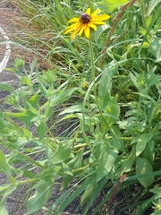 Rudbeckiinae