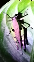 Xiphiola cyanoptera