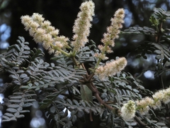 Weinmannia tomentosa