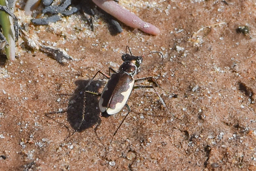 Cream-edged Tiger Beetle photo 5