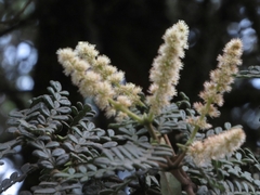 Weinmannia tomentosa