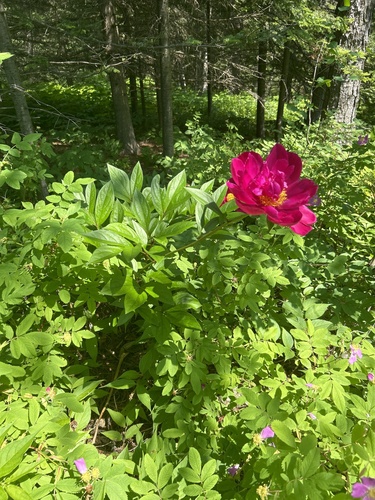 Image of Paeonia lactiflora by no rights reserved