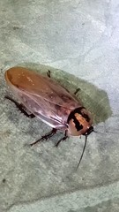 Blaberinae