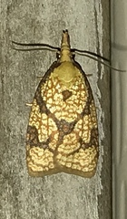 Cenopis reticulatana