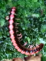 Helicorthomorpha holstii