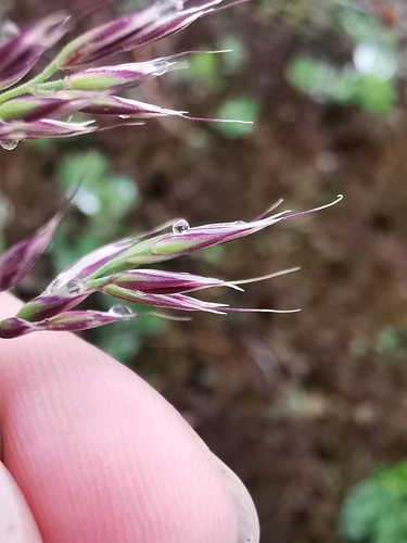 Image of Calamagrostis sesquiflora by (c) Валерия Ковалева, some rights reserved (CC BY)