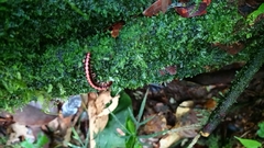 Helicorthomorpha holstii