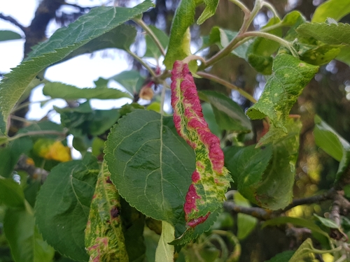 Rosy Leaf-curling Aphid