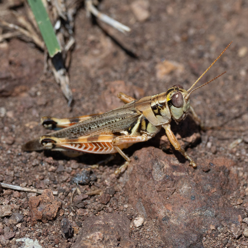 Arizona Grasshopper