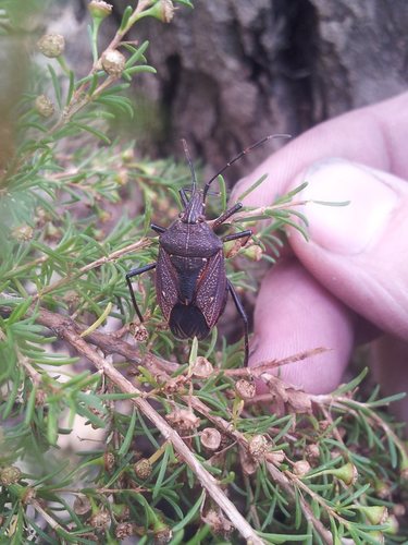 Gum Tree Shield Bug