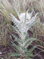Cirsium foliosum