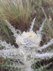 Cirsium foliosum