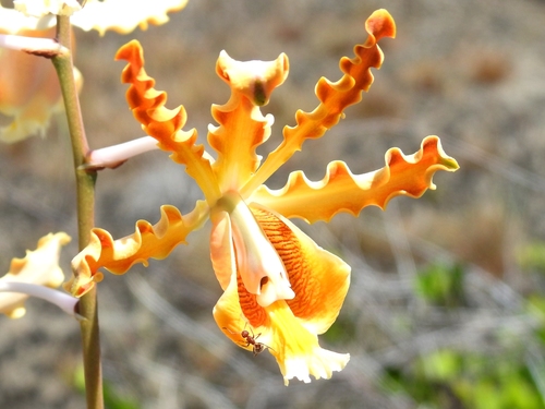 Myrmecophila